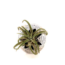 Load image into Gallery viewer, Air Plant Ring